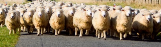 get visitors flocking to your website like a flock of sheep