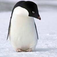 Post-Penguin SEO Advice for Beginners