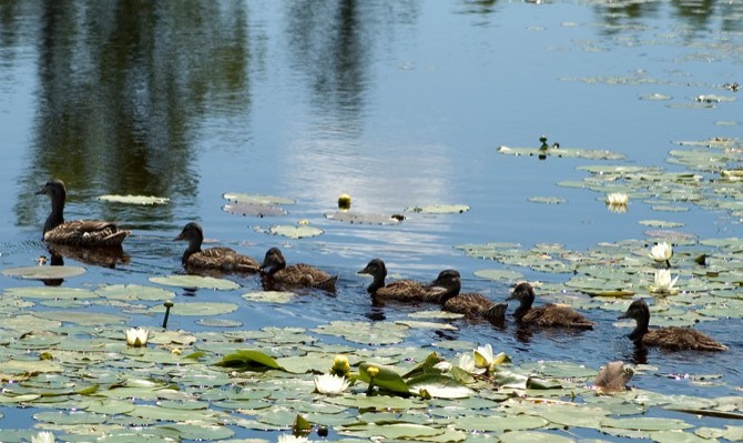 ducks in a row